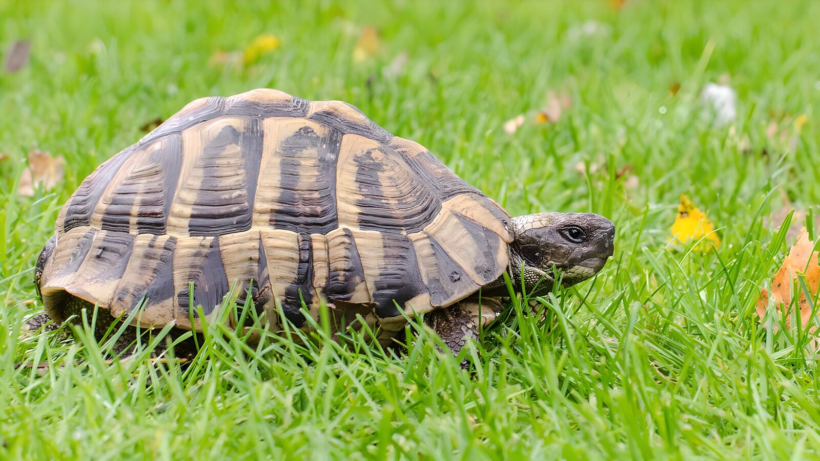 TPES88235: Tortuga terrestre entre la hierba fresca