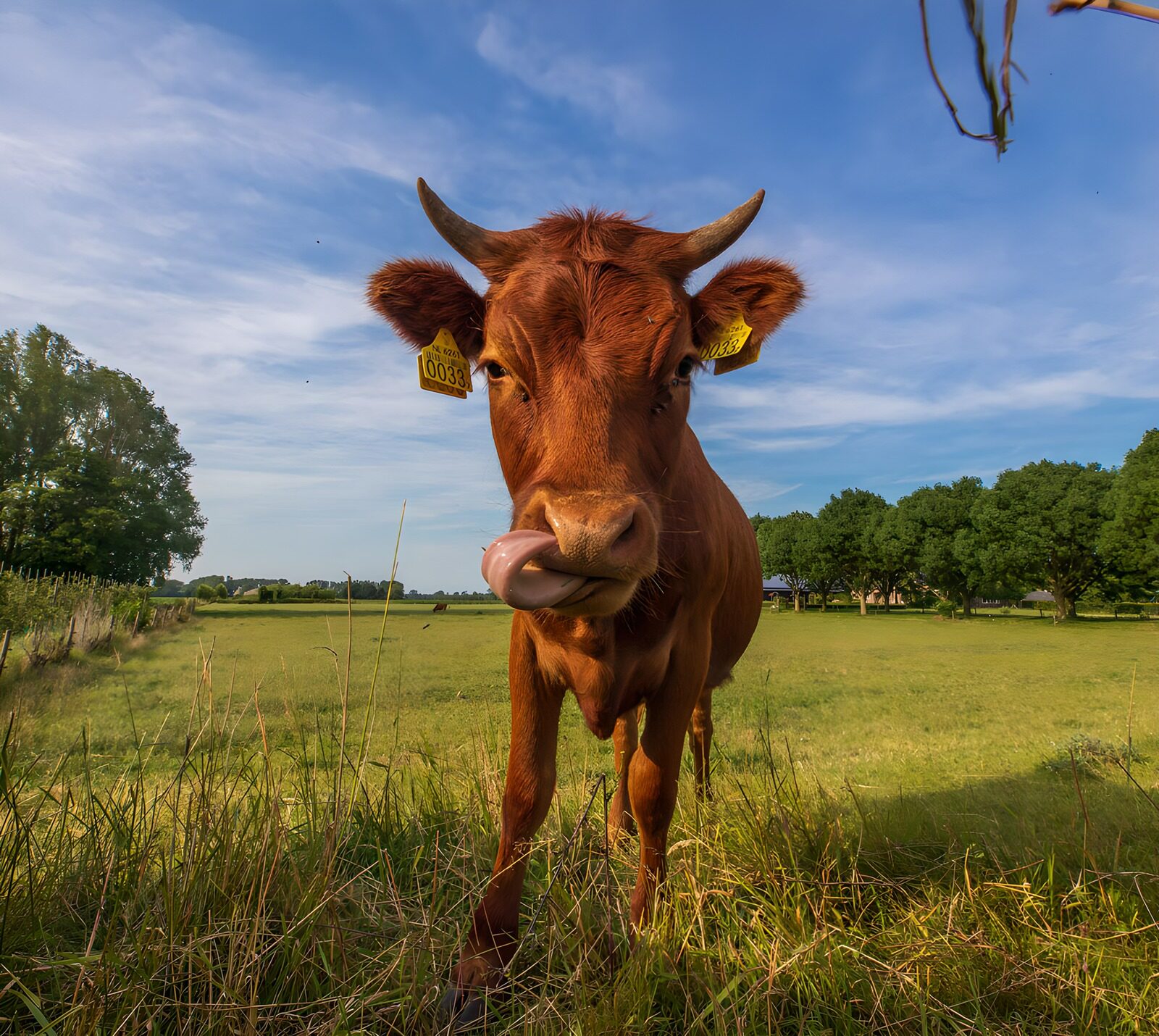 TPES73534: Vaca marrón con la lengua fuera