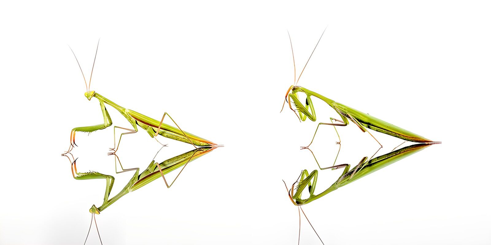 TPES64082: Dos mantis verdes con su reflejo