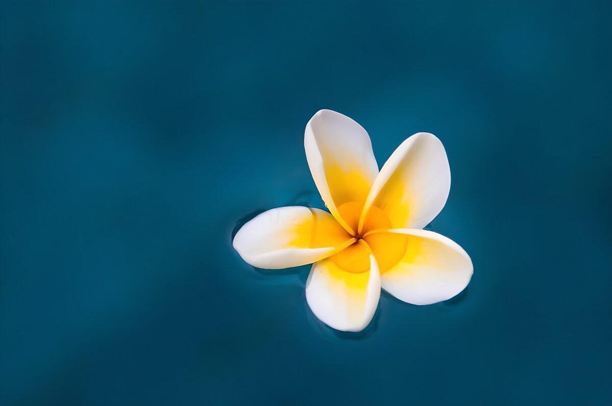 Plumeria blanca flotando en agua azul