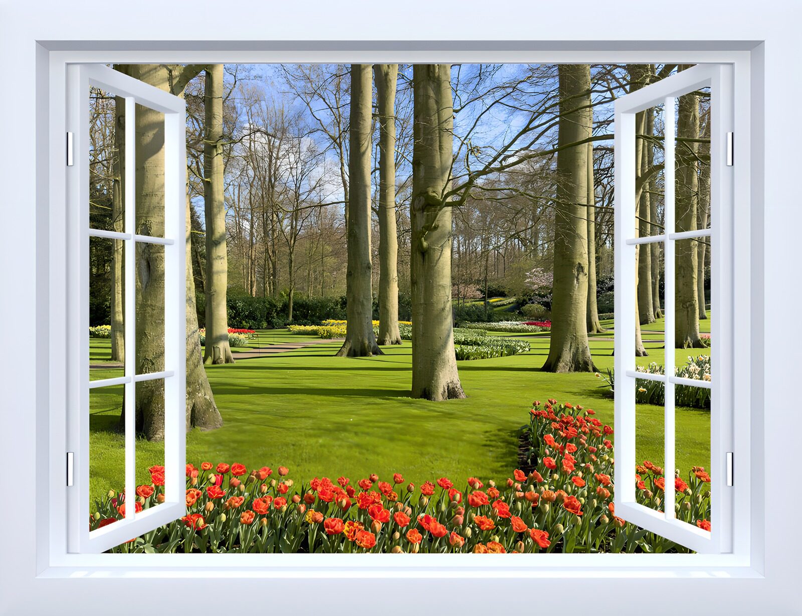 TPES85821: Ventana abierta a un jardín de tulipanes