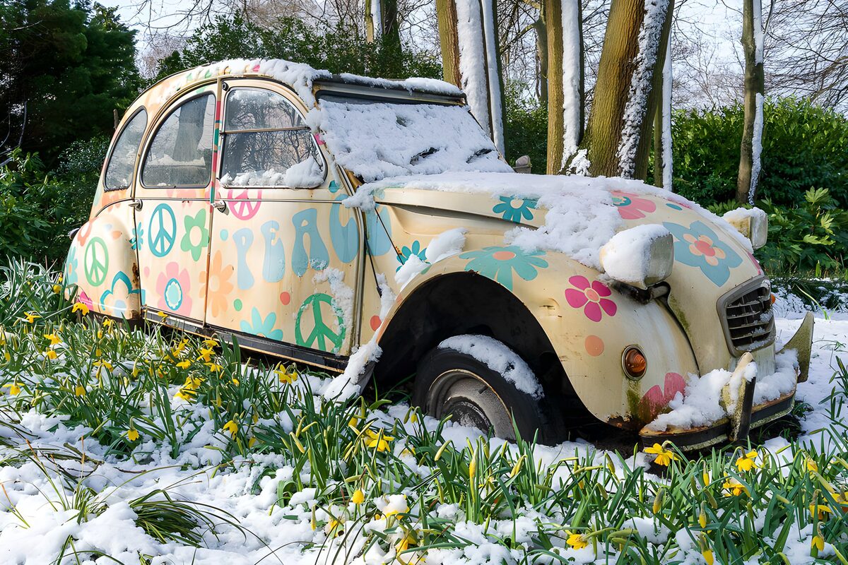 Coche clásico entre narcisos y nieve