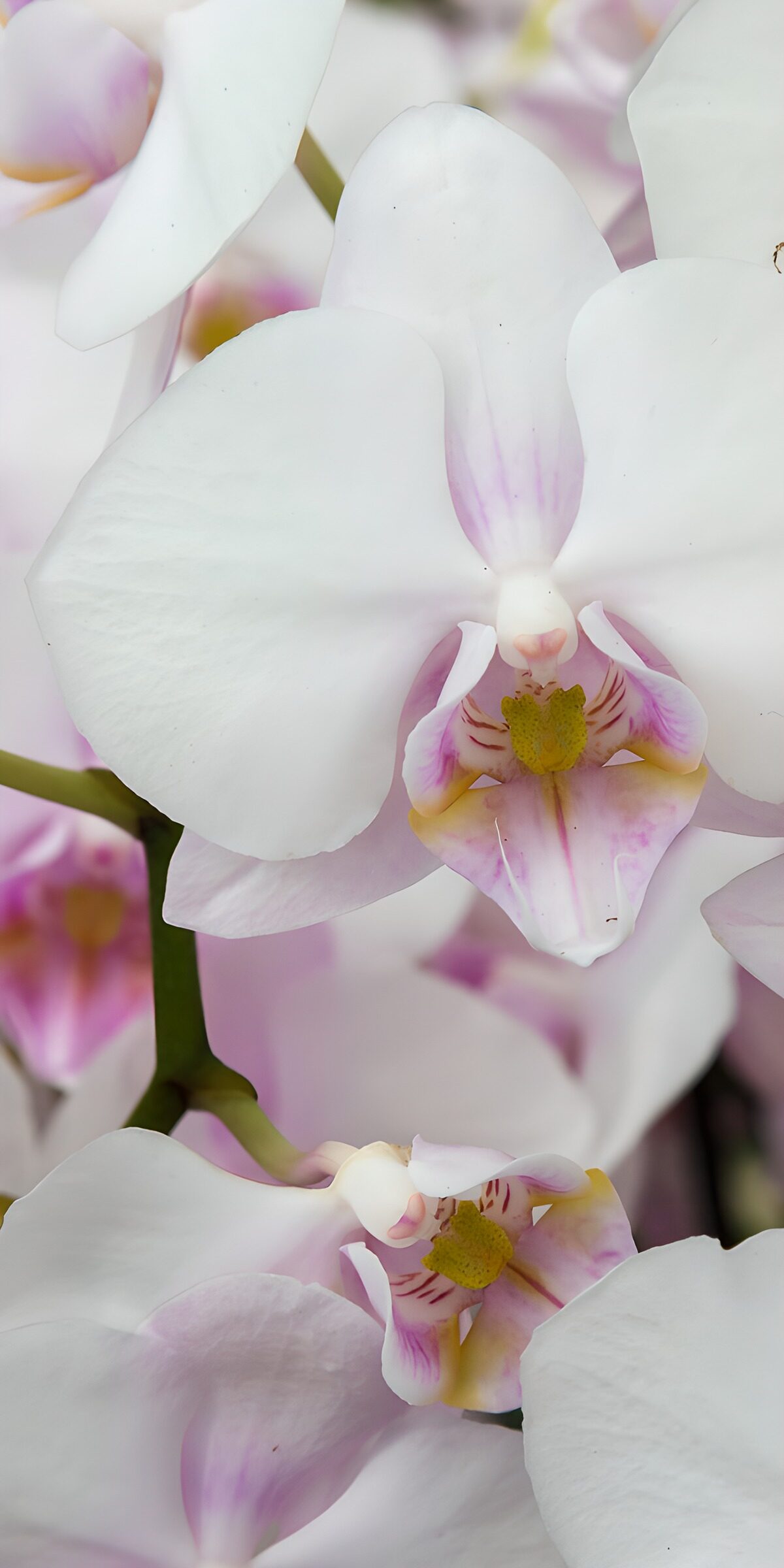 TPES62678: Orquídeas blancas bajo una luz suave