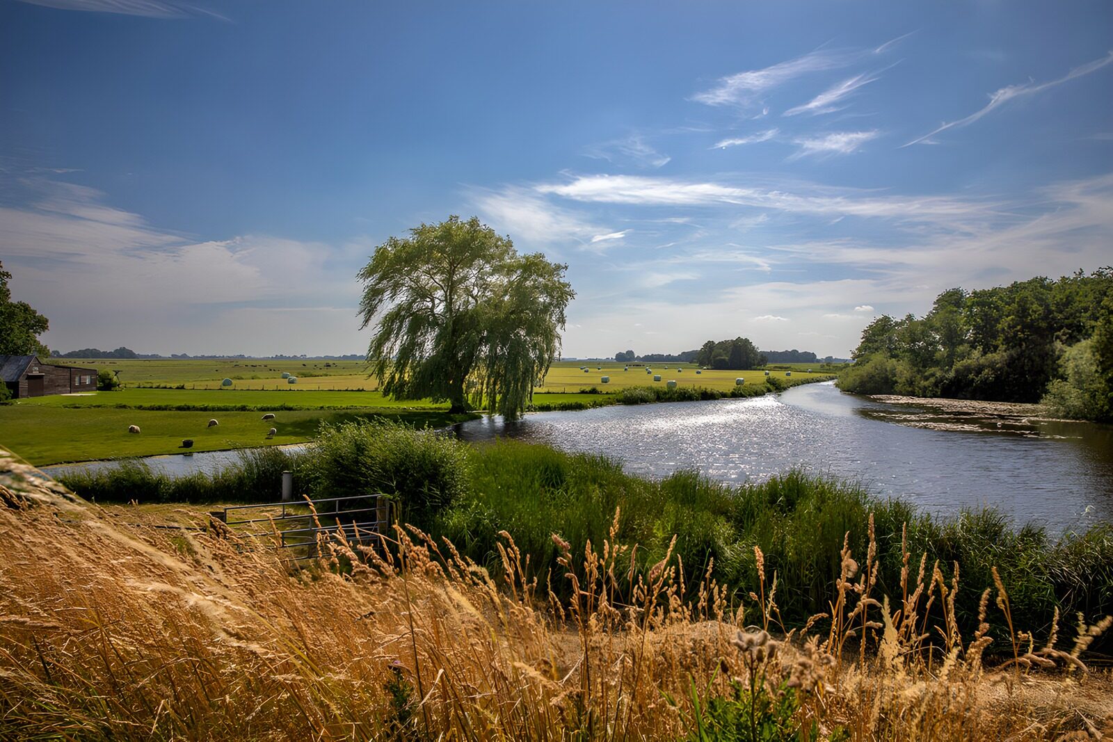 TPES54123: Río entre prados bajo el sol
