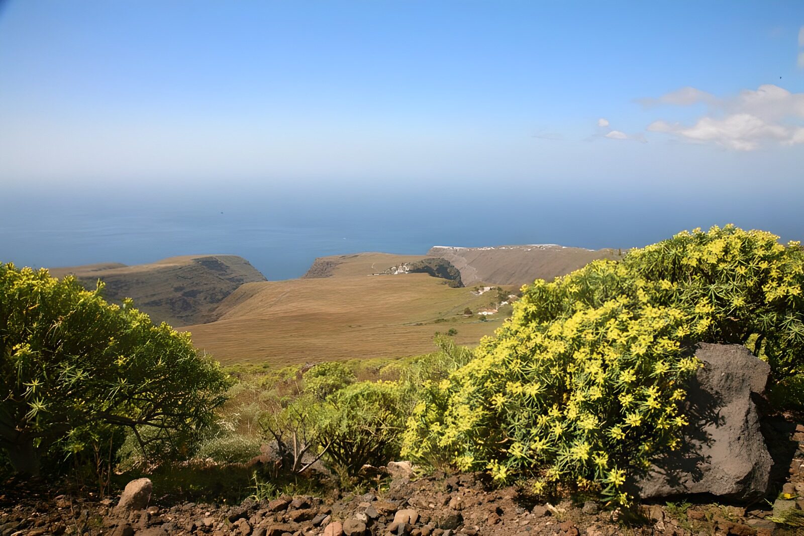 TPES46507: Acantilados y flores amarillas al sol
