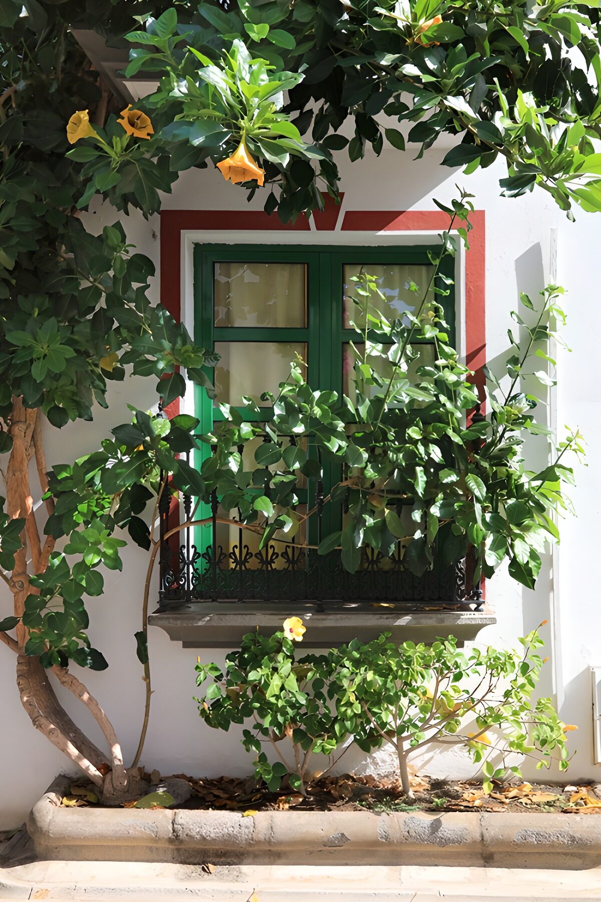 Ventana verde entre flores amarillas