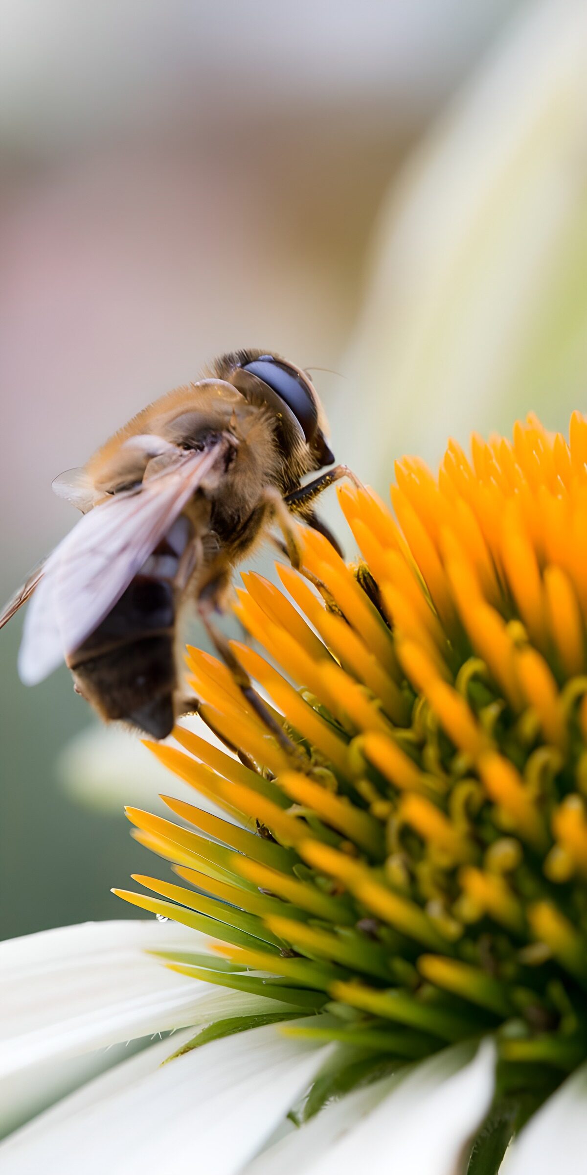 TPES14822: Mosca sobre una flor blanca, de cerca