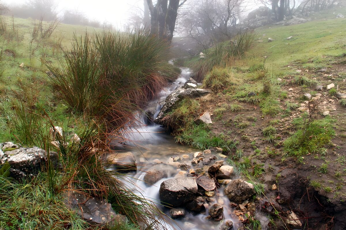 TPES50676: Arroyo entre rocas en un bosque con niebla