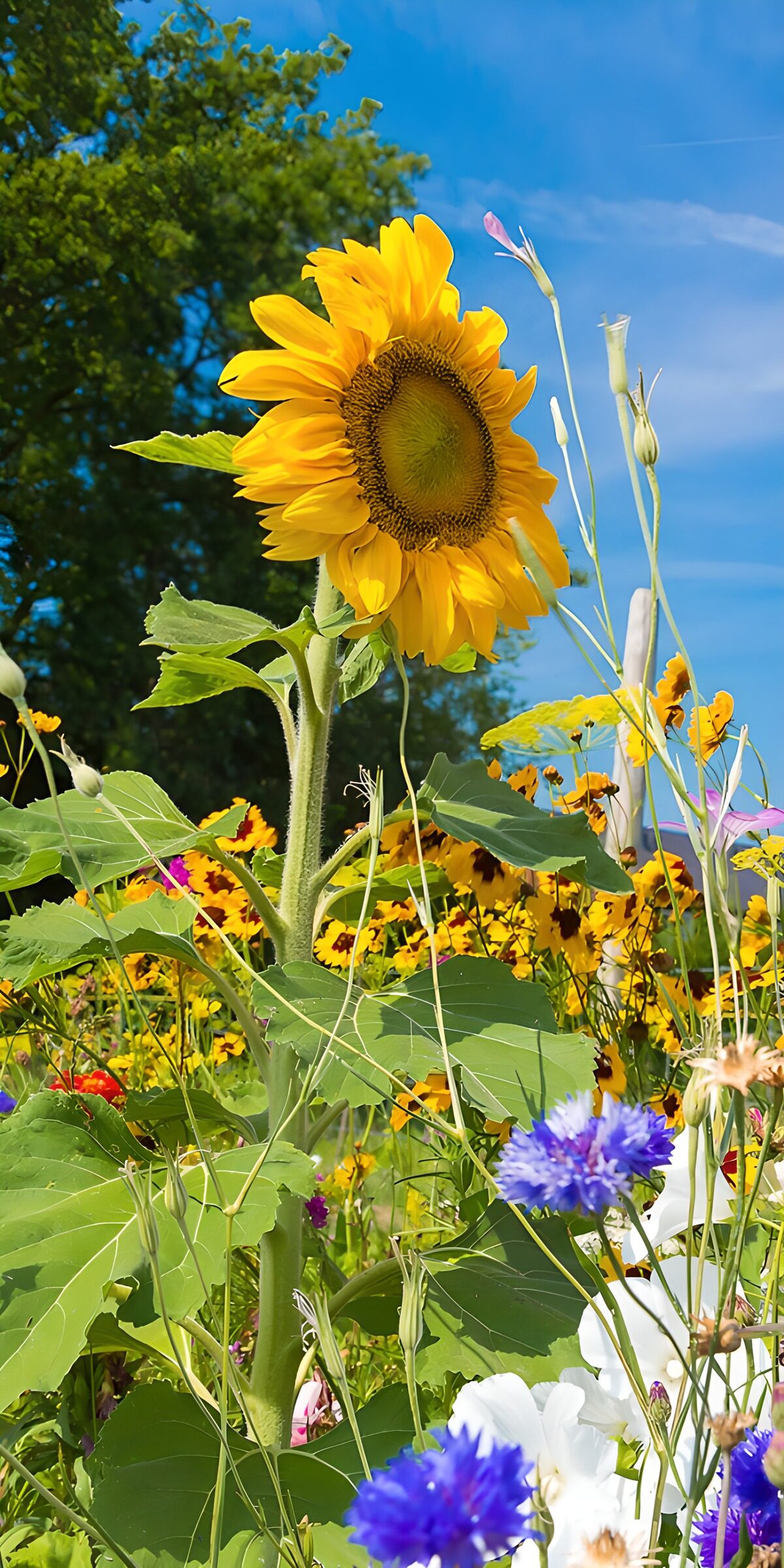 TPES90577: Girasol entre flores bajo el cielo azul