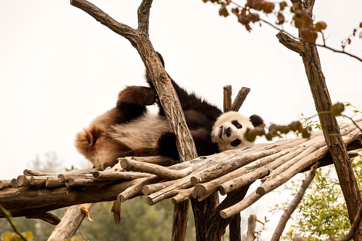 Panda boca arriba sobre los troncos