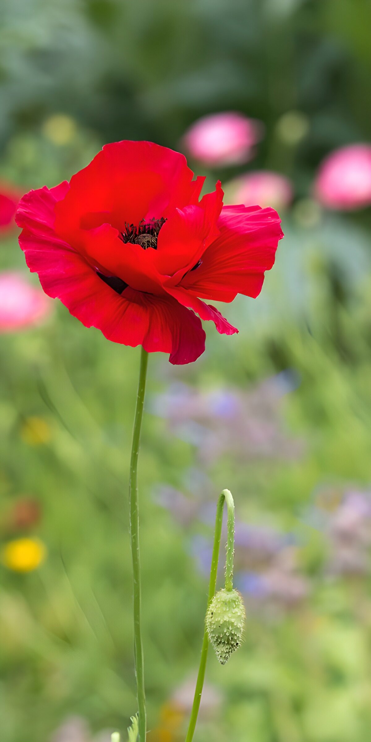 TPES79907: Amapola roja entre flores difuminadas