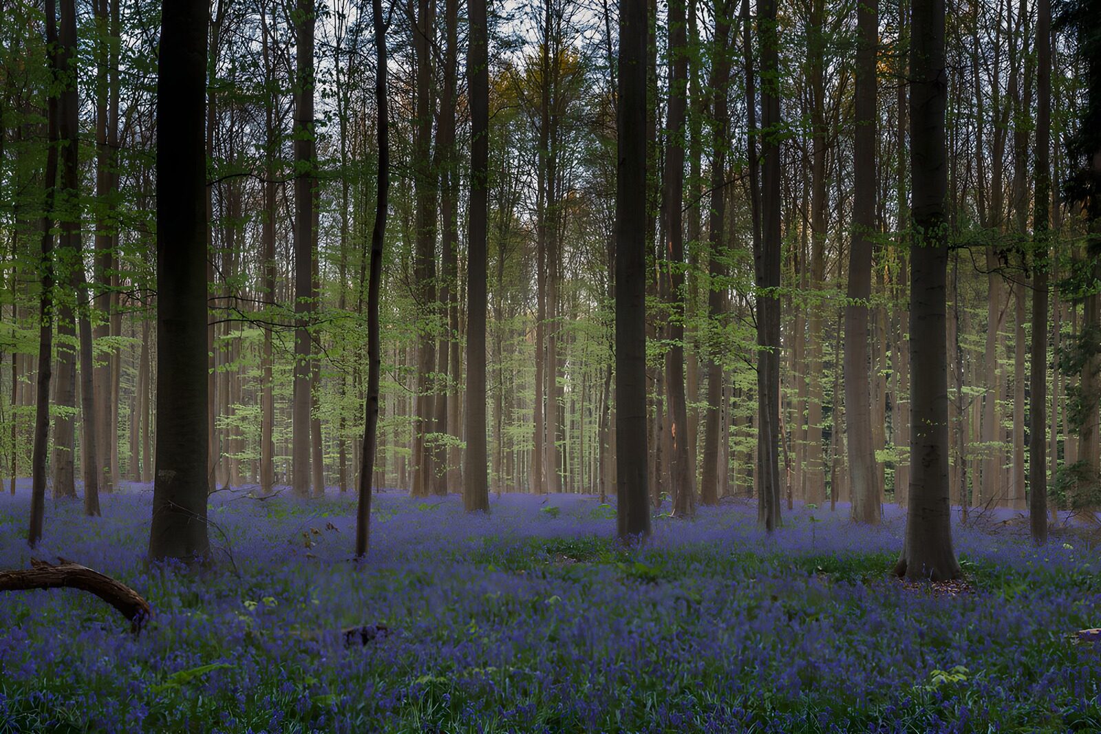 TPES10450: Bosque primaveral con jacintos silvestres