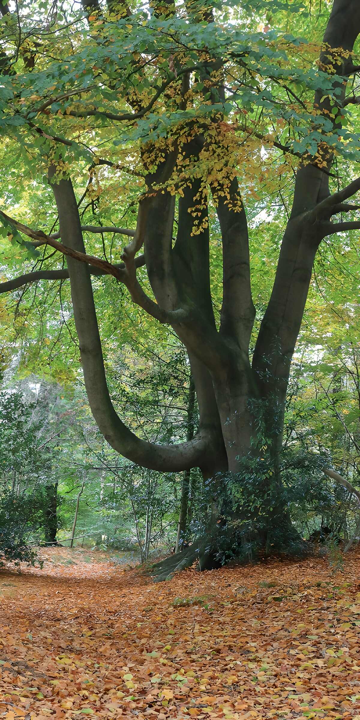 TPES70931: Árbol de ramas curvas en otoño