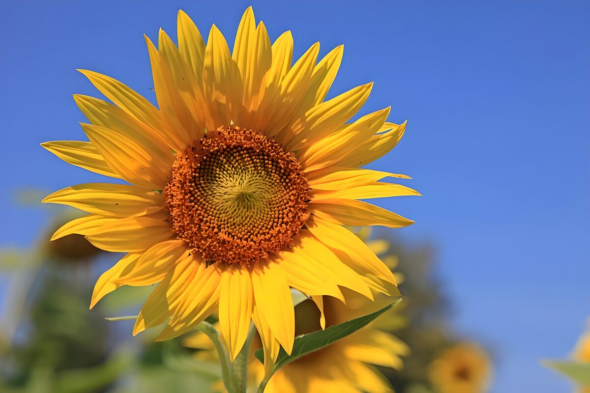 Girasol amarillo bajo un cielo azul