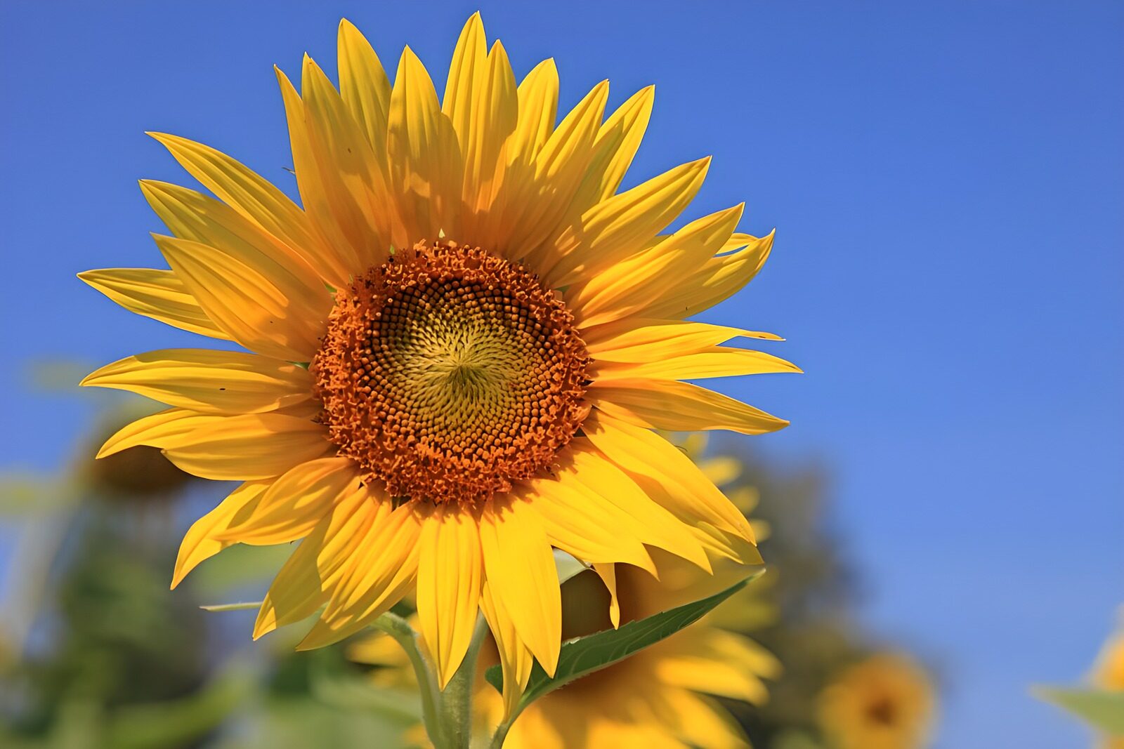TPES89462: Girasol amarillo bajo un cielo azul