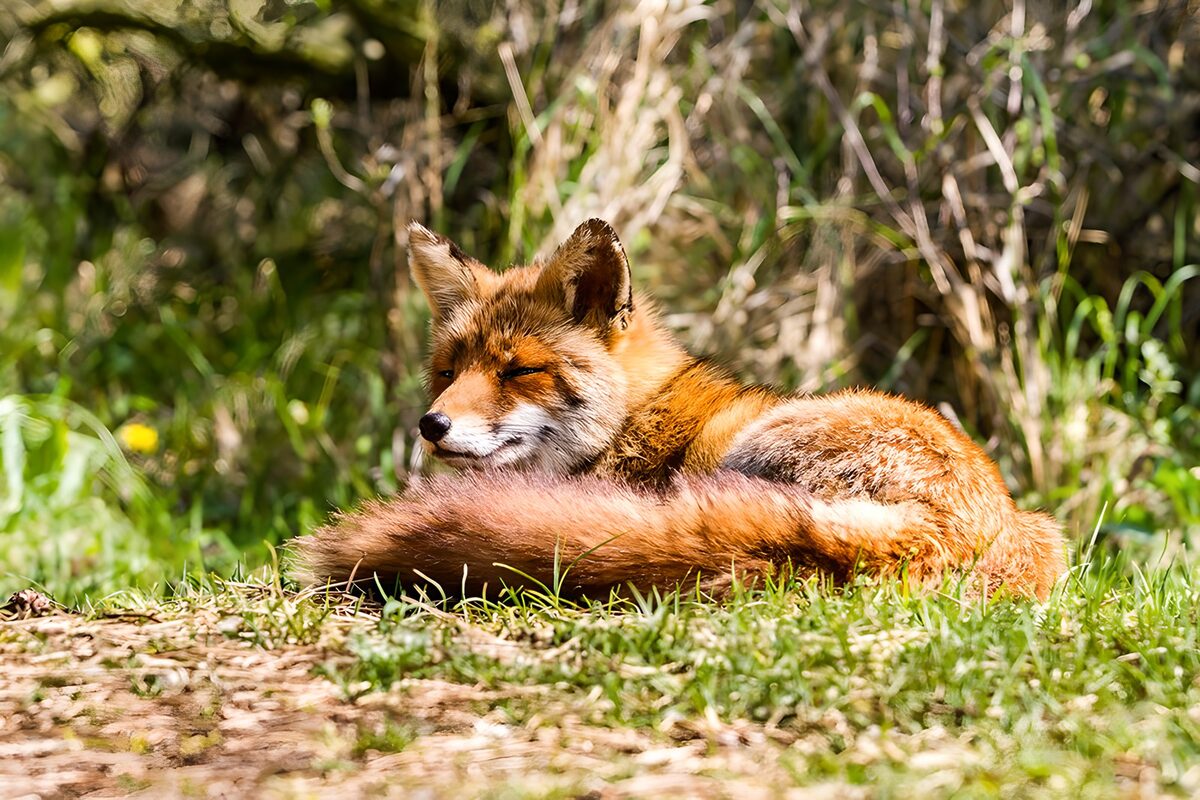 Zorro rojo descansando al sol