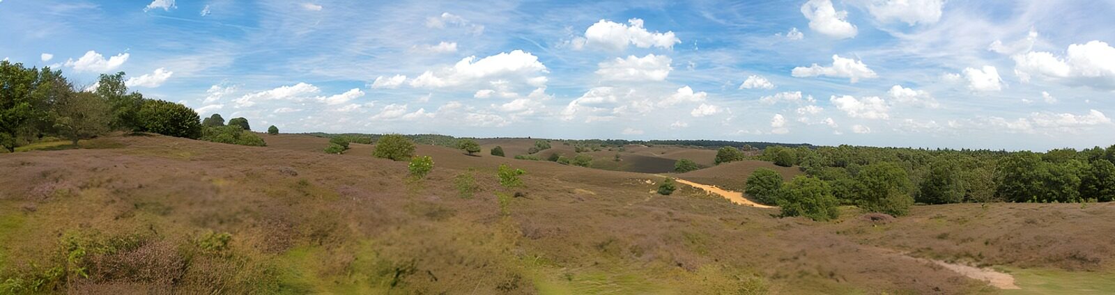 TPES55813: Brezal y arena bajo el cielo de verano
