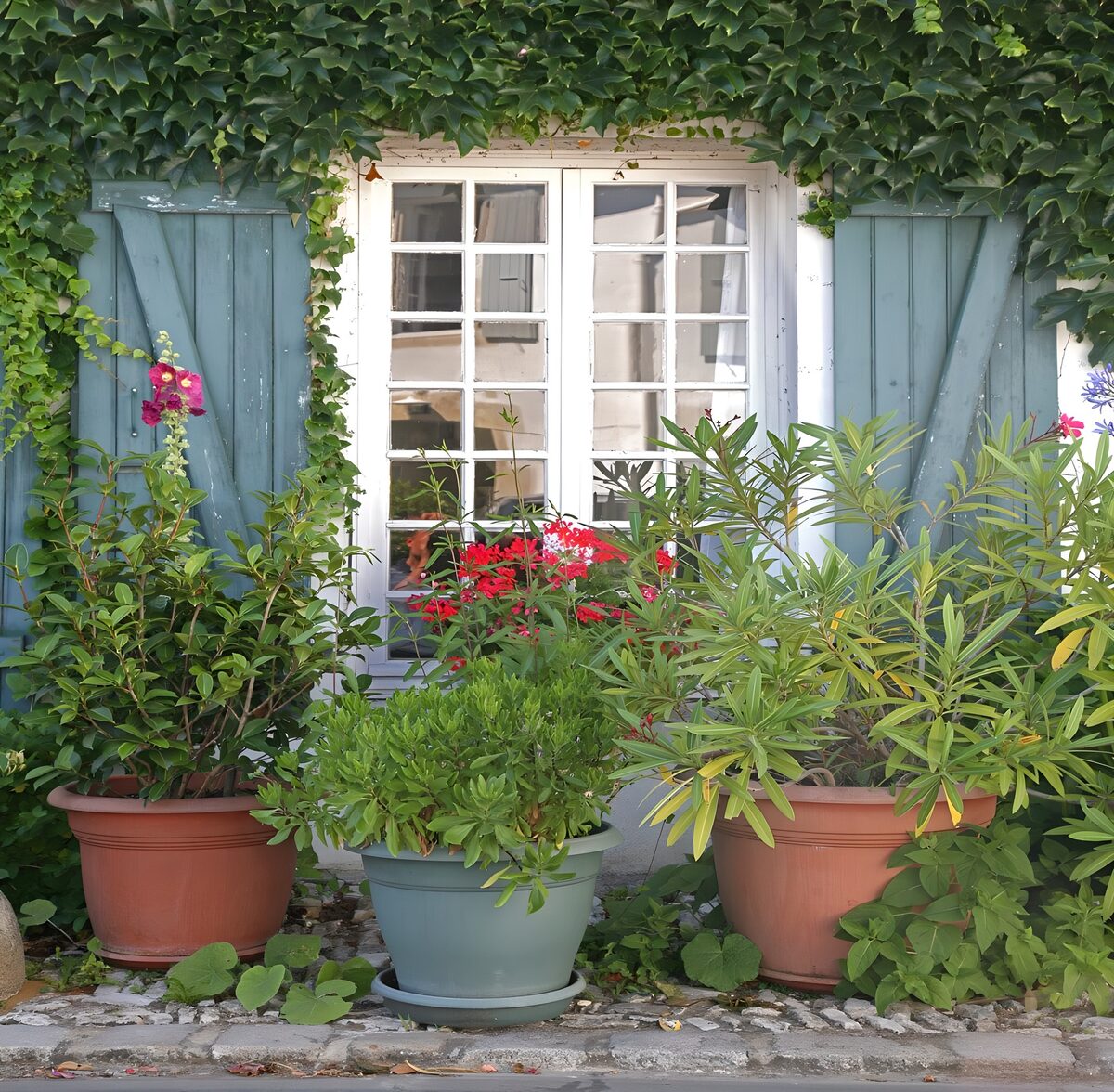 Ventana entre hiedra y flores de colores