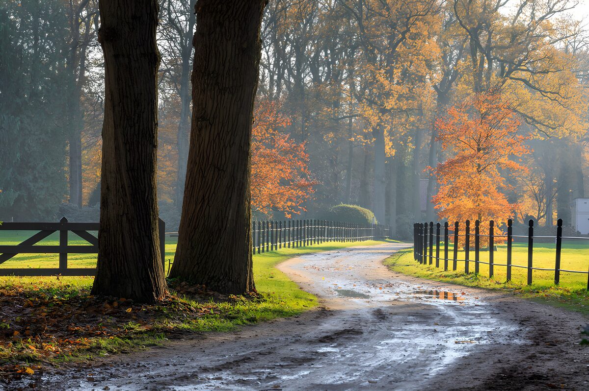 Camino de otoño entre cercas y árboles