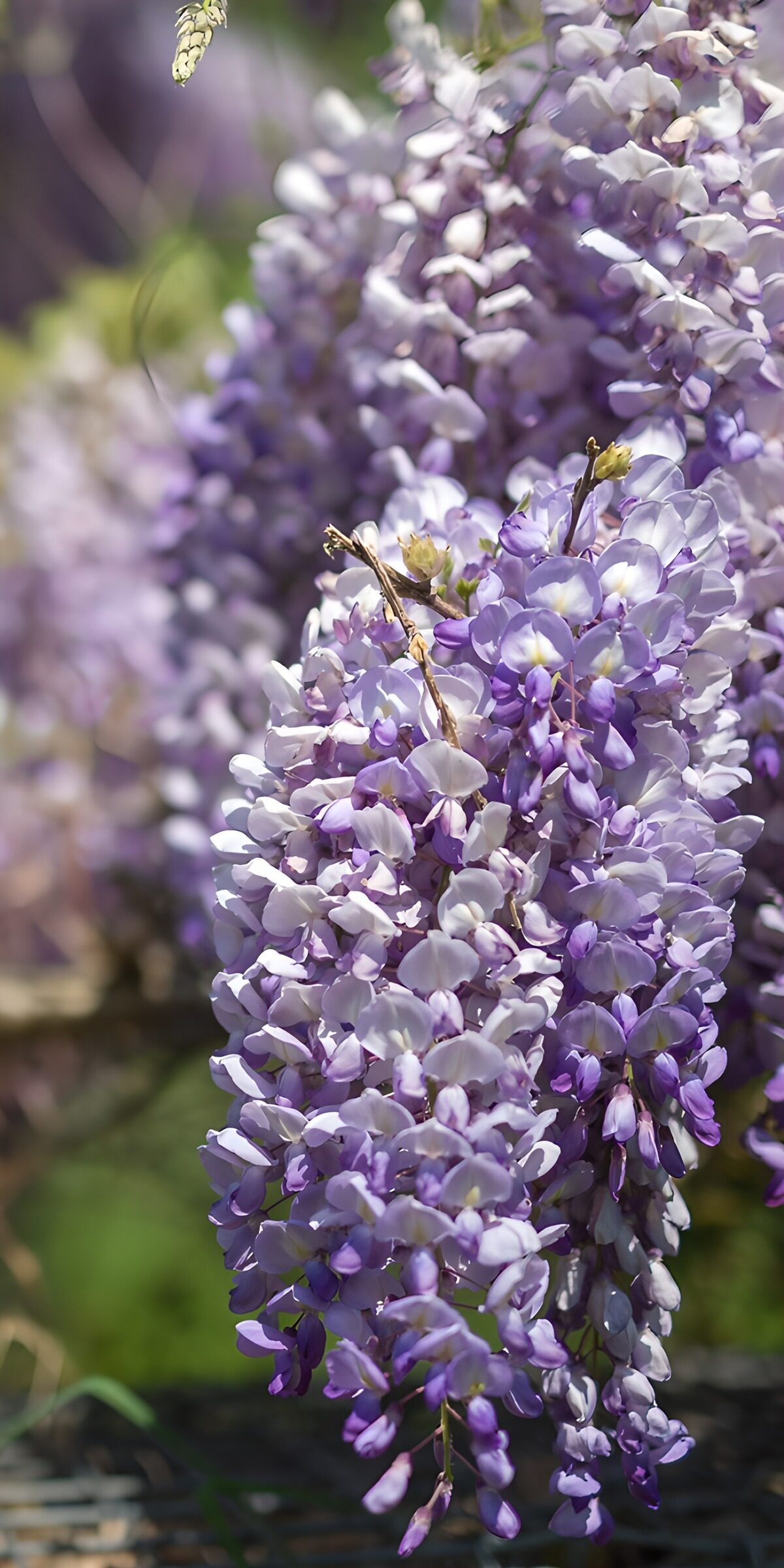 TPES88454: Glicinas lilas en racimos colgantes