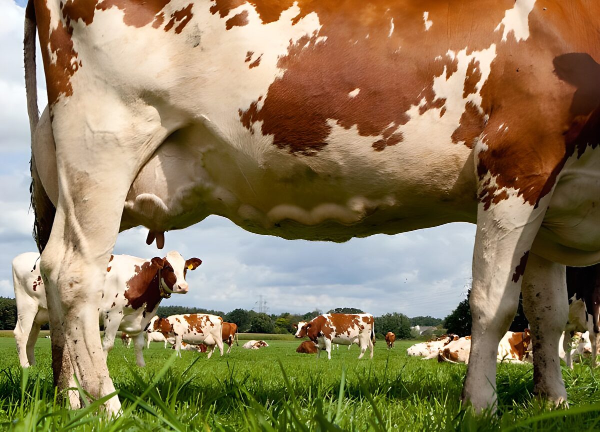 Vacas en el prado a ras de hierba
