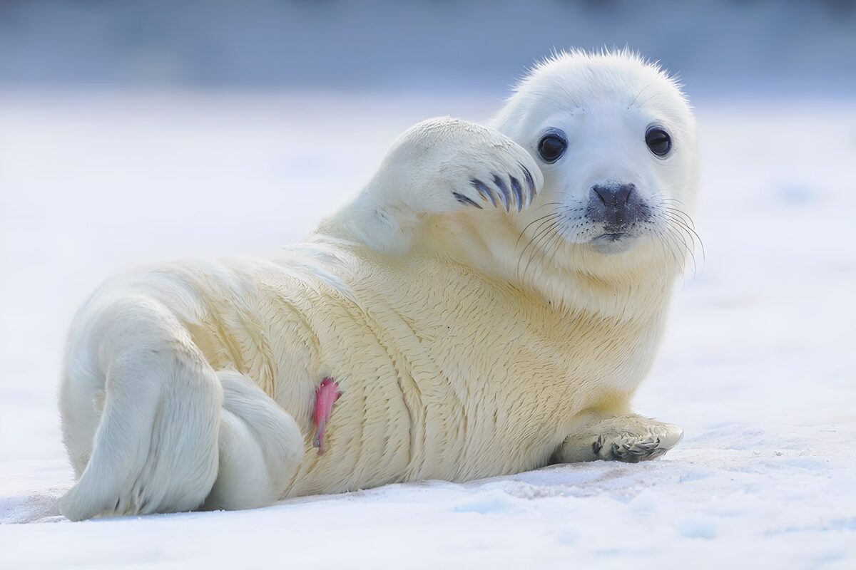 Cría de foca, un suspiro blanco en la nieve