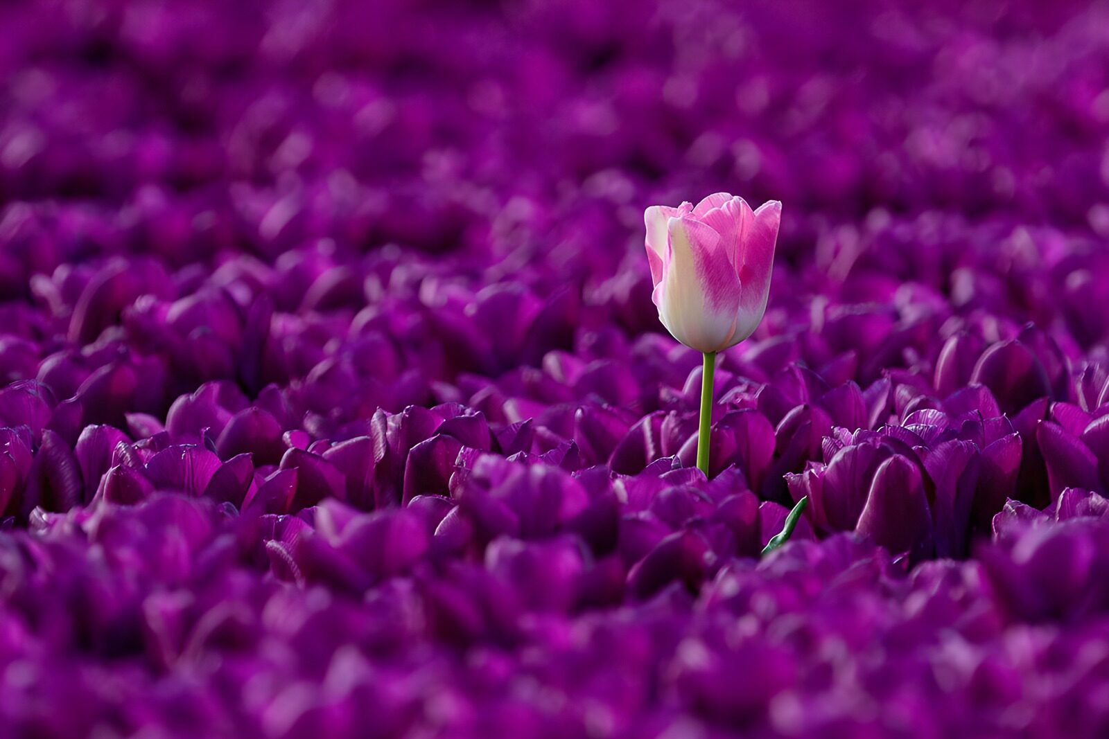 TPES39143: Tulipán rosa y blanco entre morados
