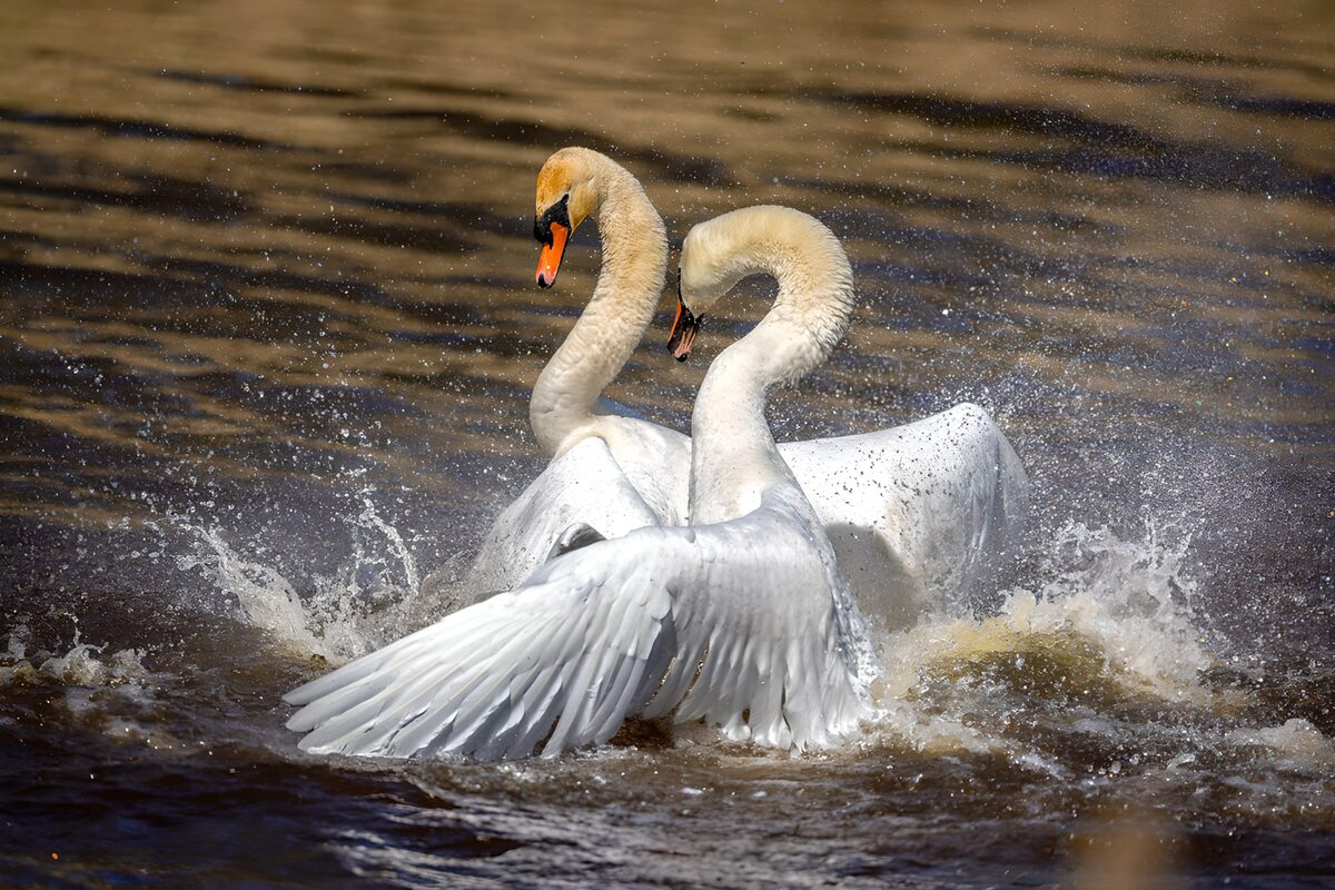 Dos cisnes, un torbellino de agua
