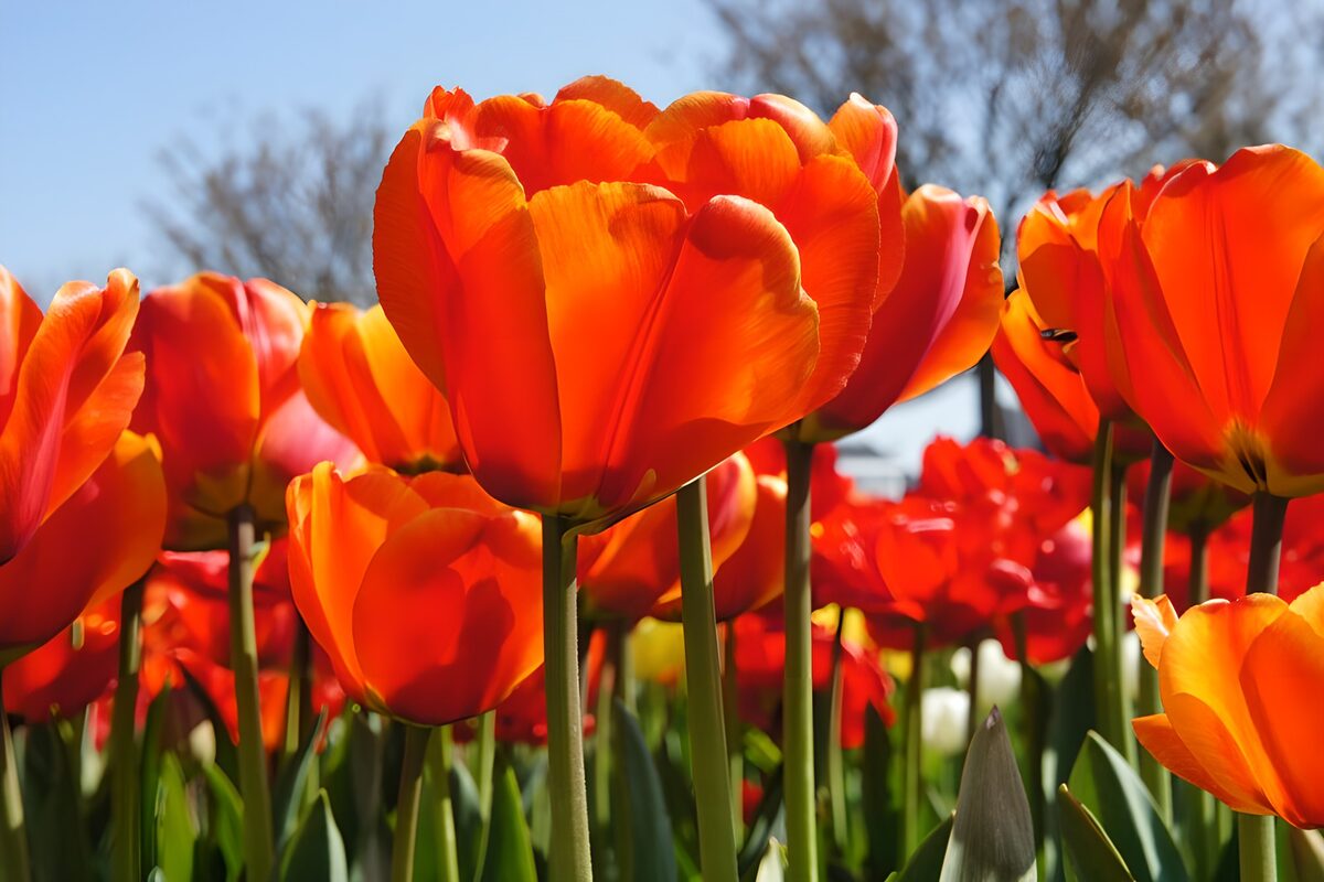 Tulipanes rojos y naranjas al sol