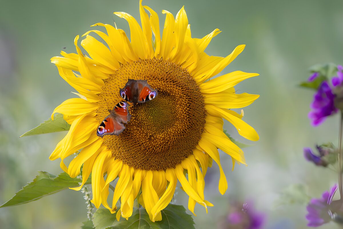 Dos mariposas descansan en un girasol