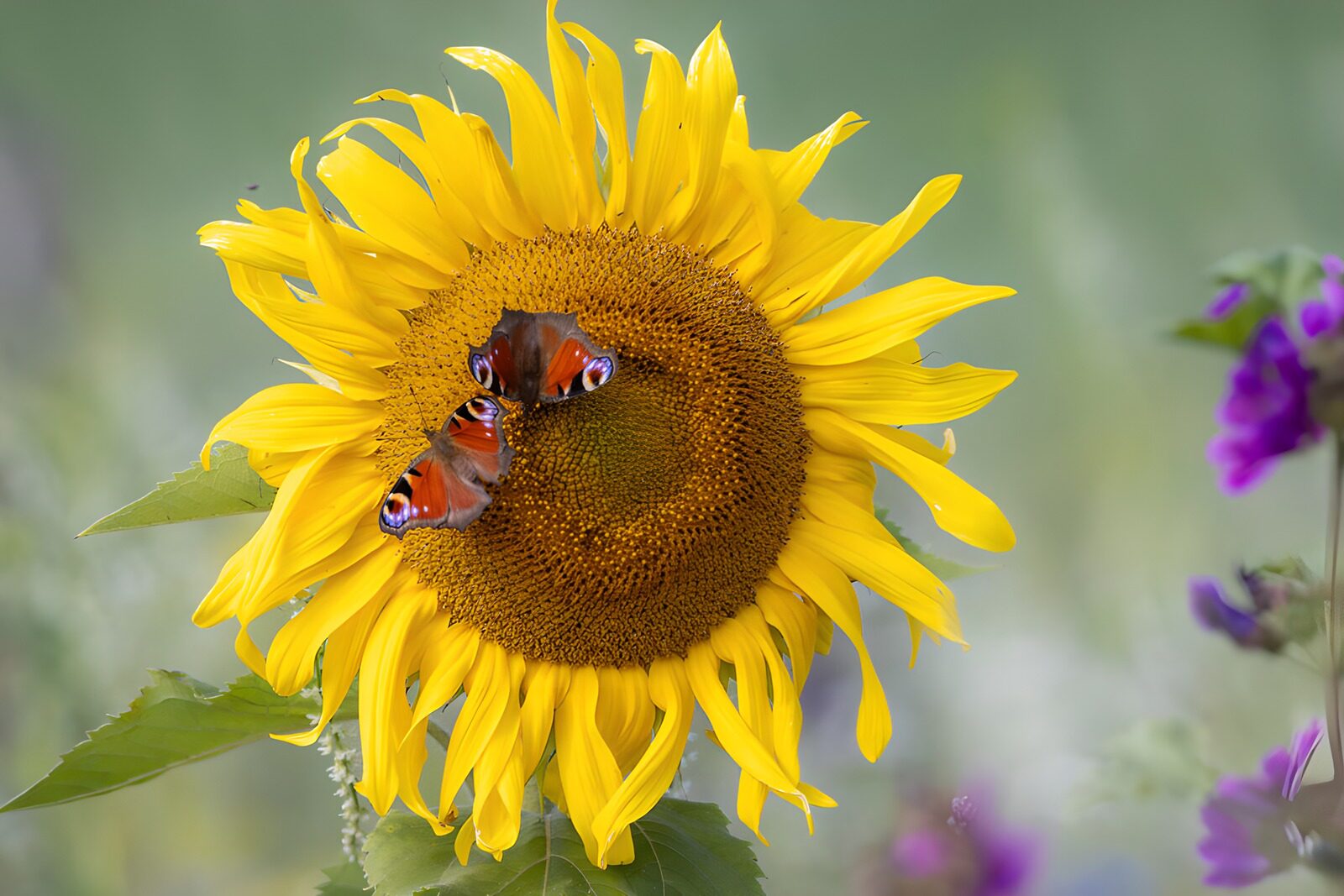 TPES94551: Dos mariposas descansan en un girasol