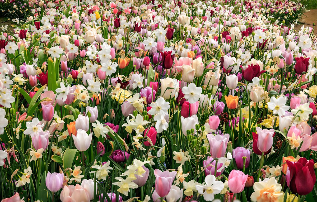 La primavera se viste de tulipanes
