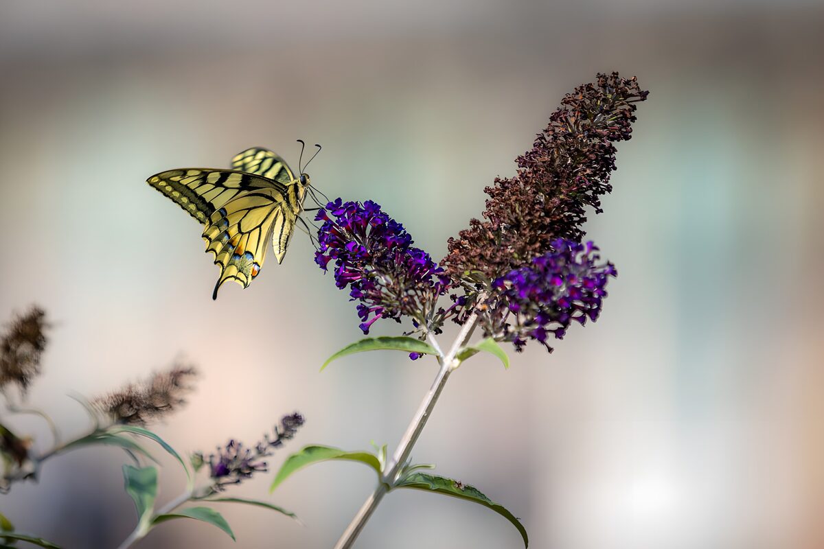 Alas de sol entre flores moradas