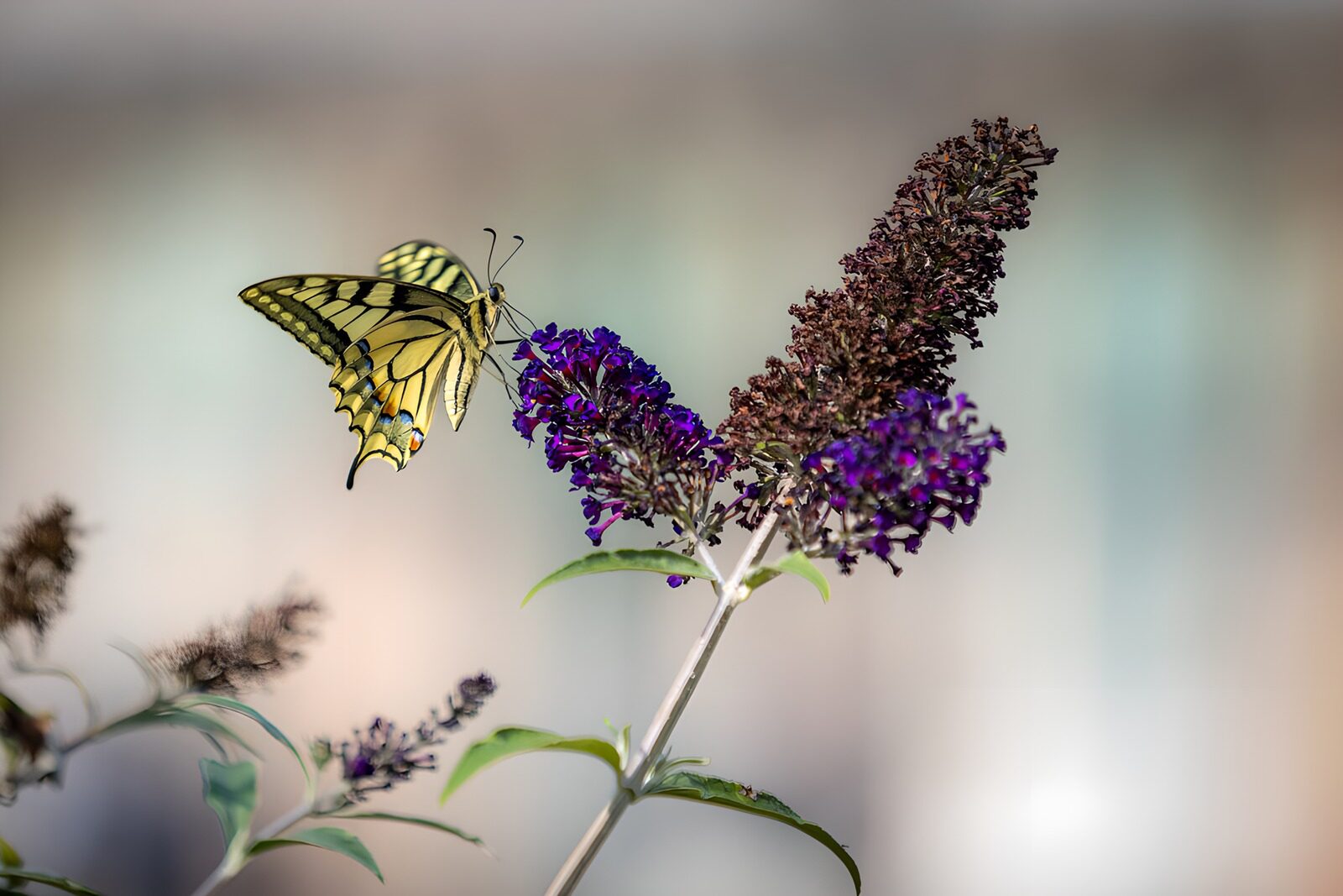 TPES46682: Alas de sol entre flores moradas