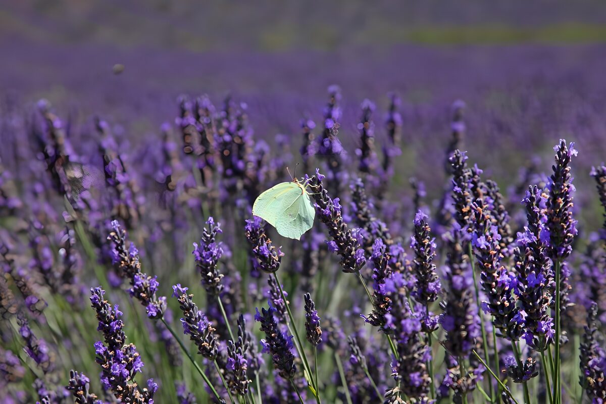 Mariposa limonera sobre lavanda al sol