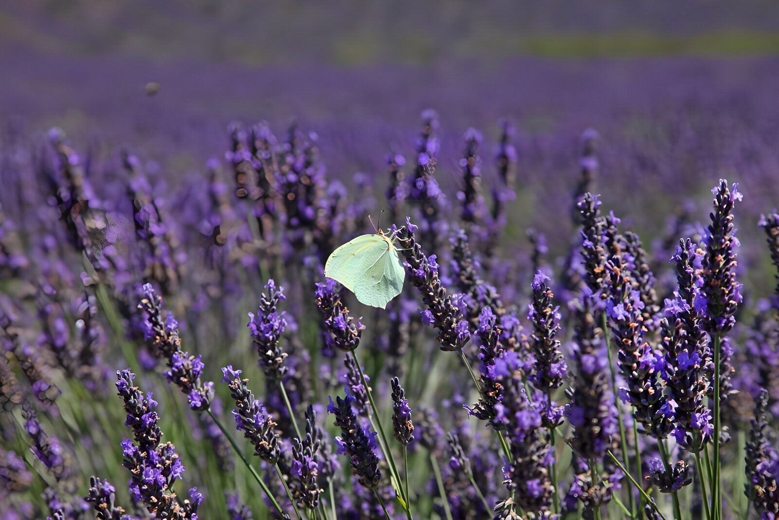 TPES28960: Mariposa limonera sobre lavanda al sol