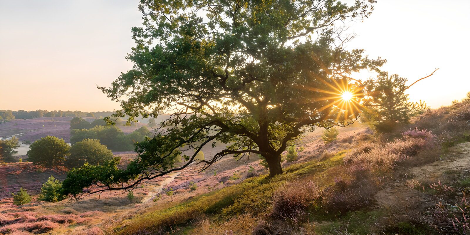 TPES85295: Árbol y brezos bajo el sol dorado