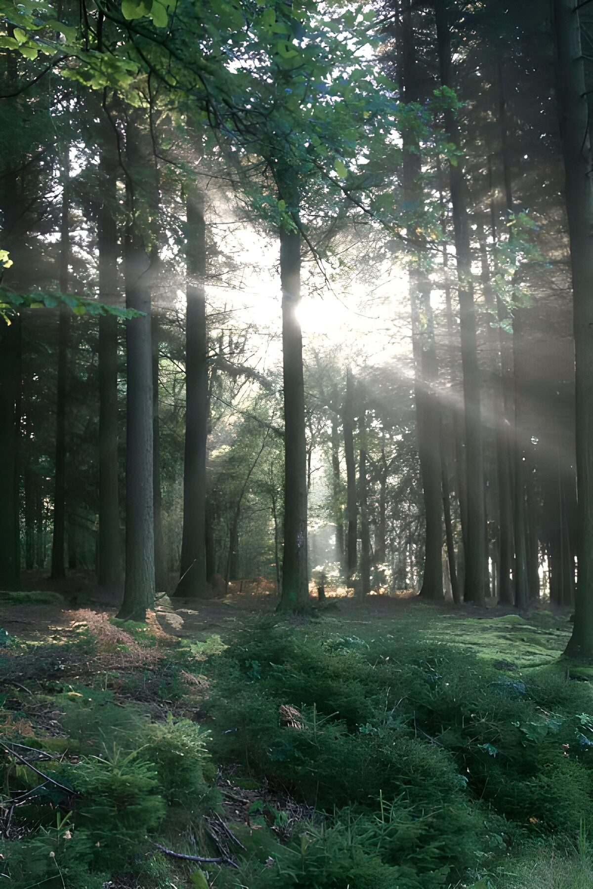 Bosque verde entre rayos de sol