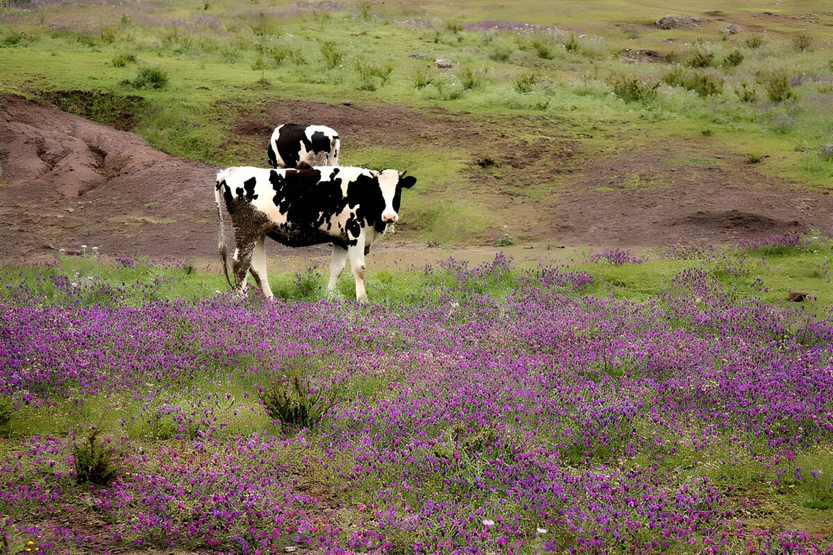Dos vacas entre flores, sin prisas