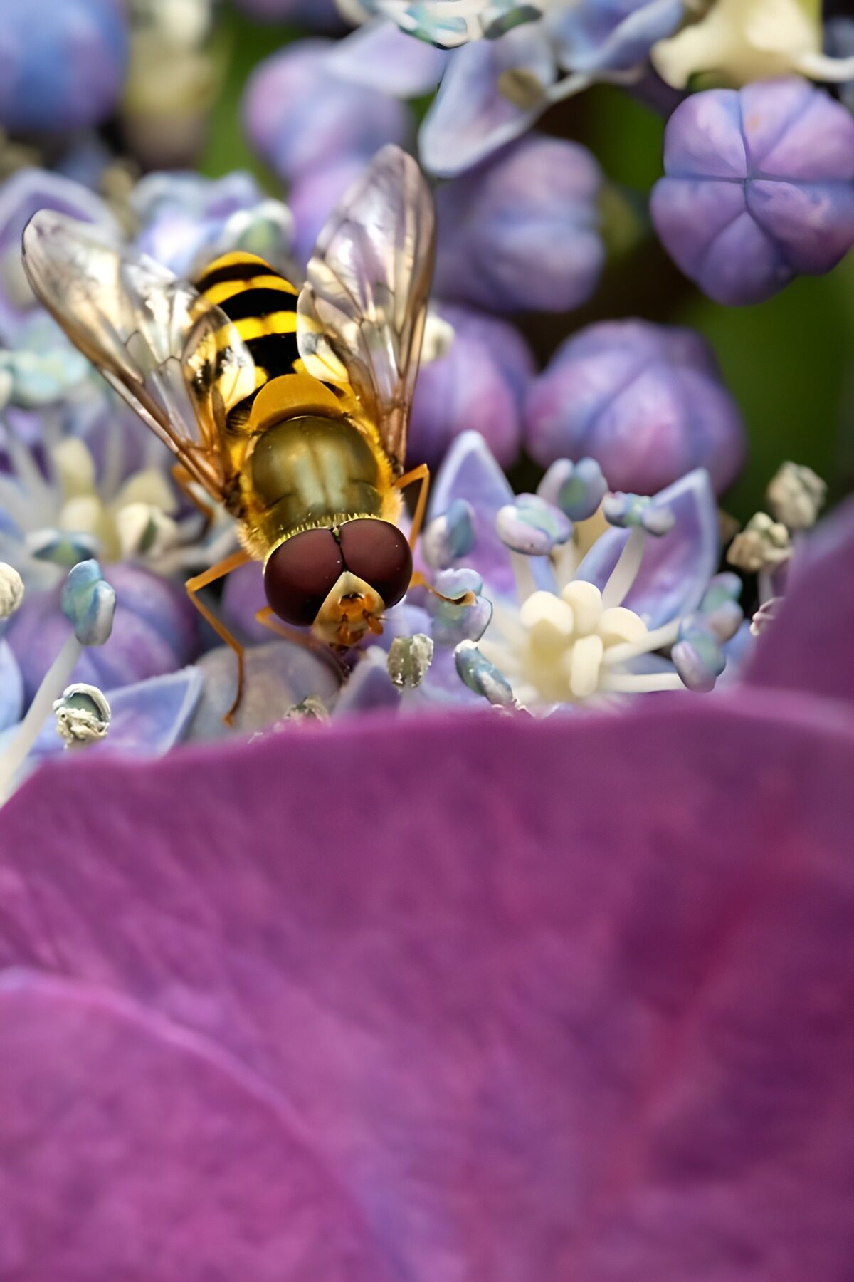 Mosca cernidora entre hortensias azules