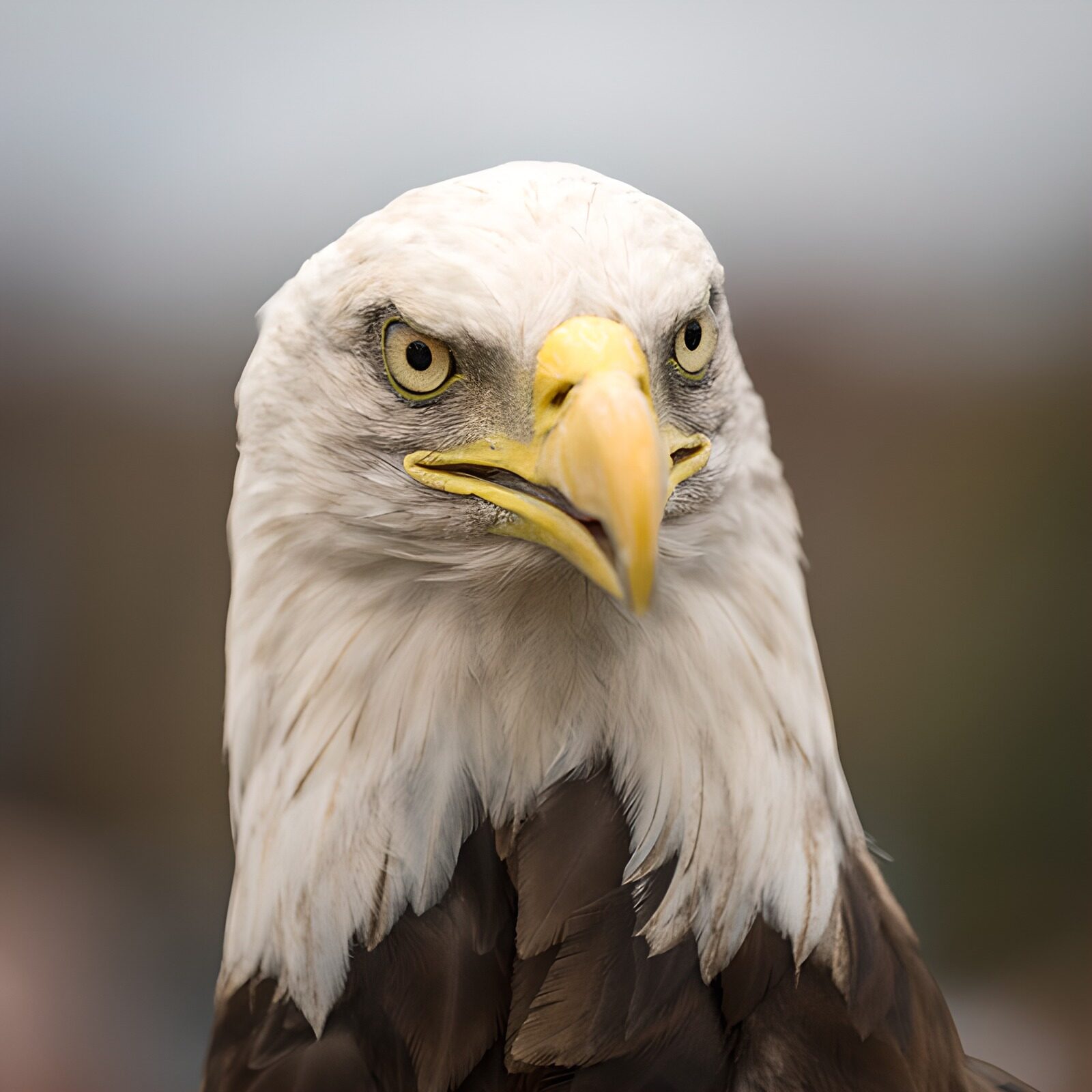TPES47855: Águila calva de mirada firme