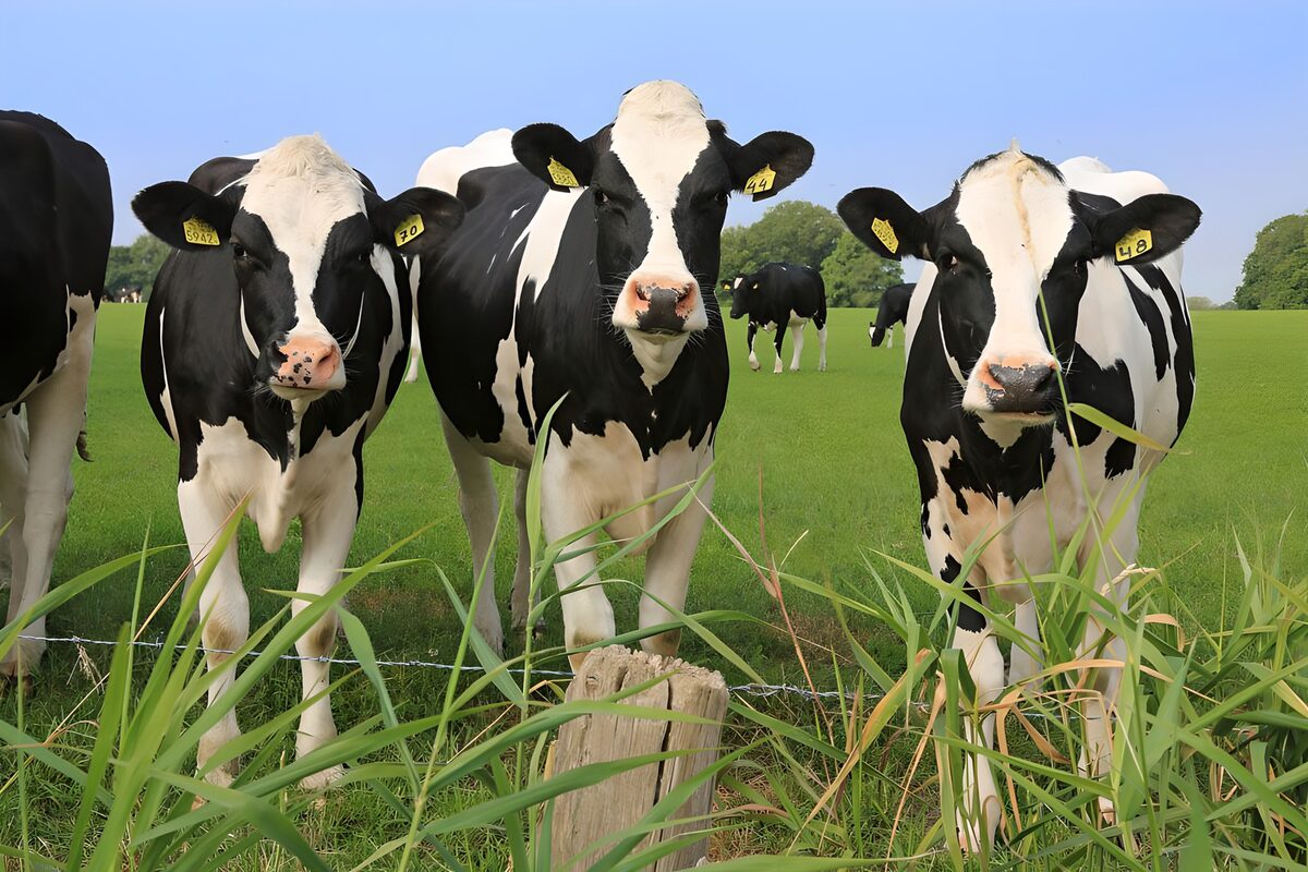 Tres vacas blancas y negras junto a la cerca