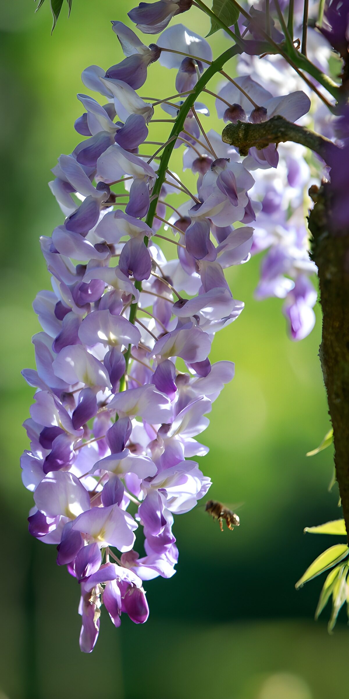 TPES83918: Glicinas lilas a la luz del día