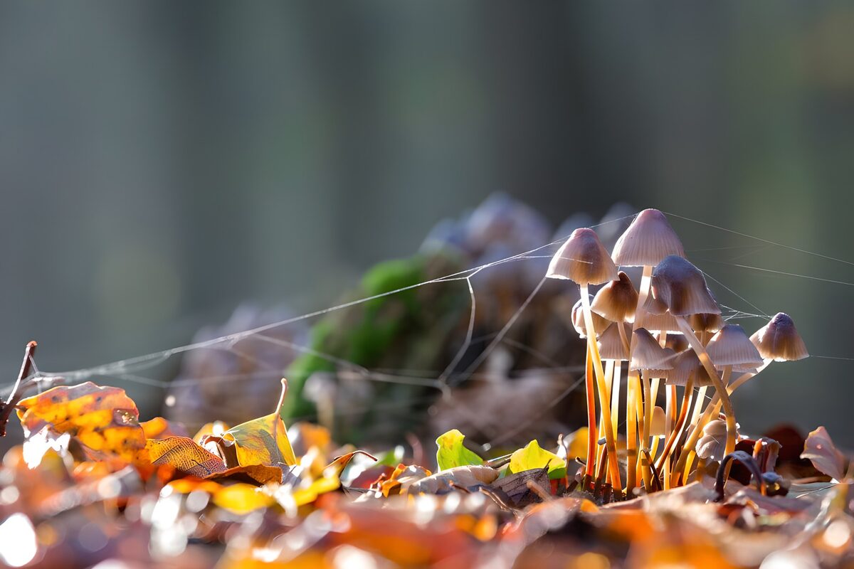 Setas entre hojas de otoño al sol