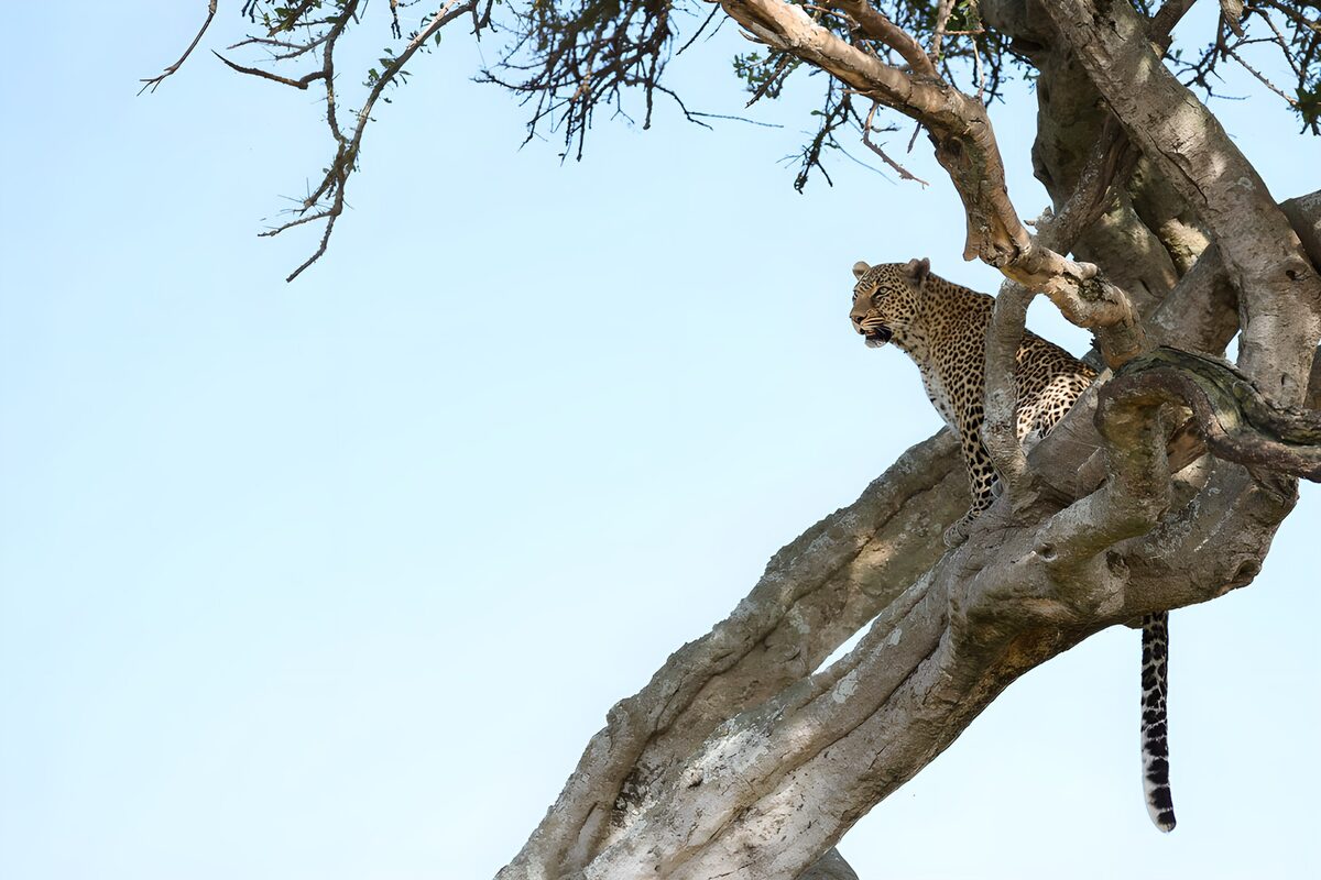 Leopardo vigilante en el árbol
