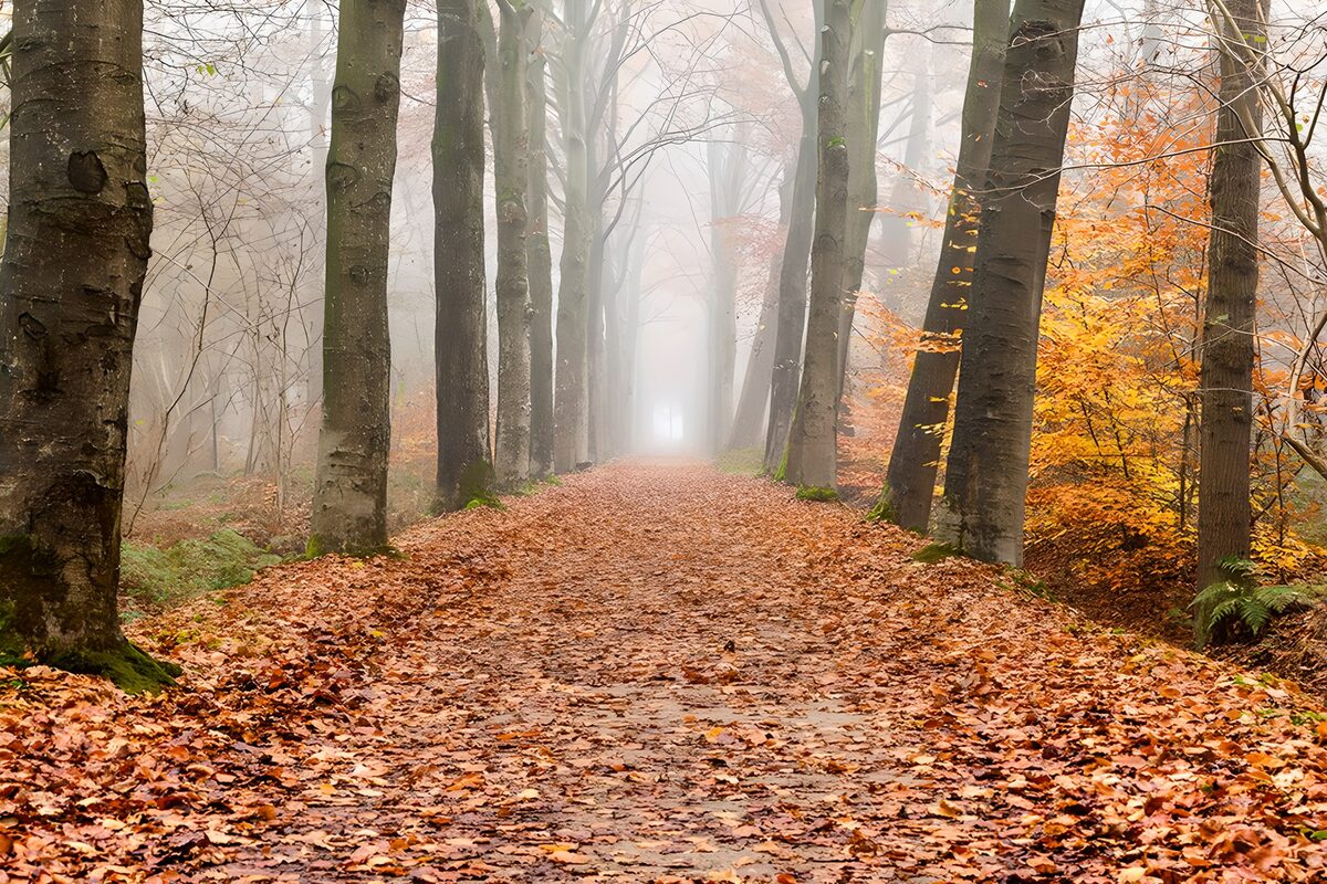 TPES91431: Sendero de otoño entre árboles y niebla
