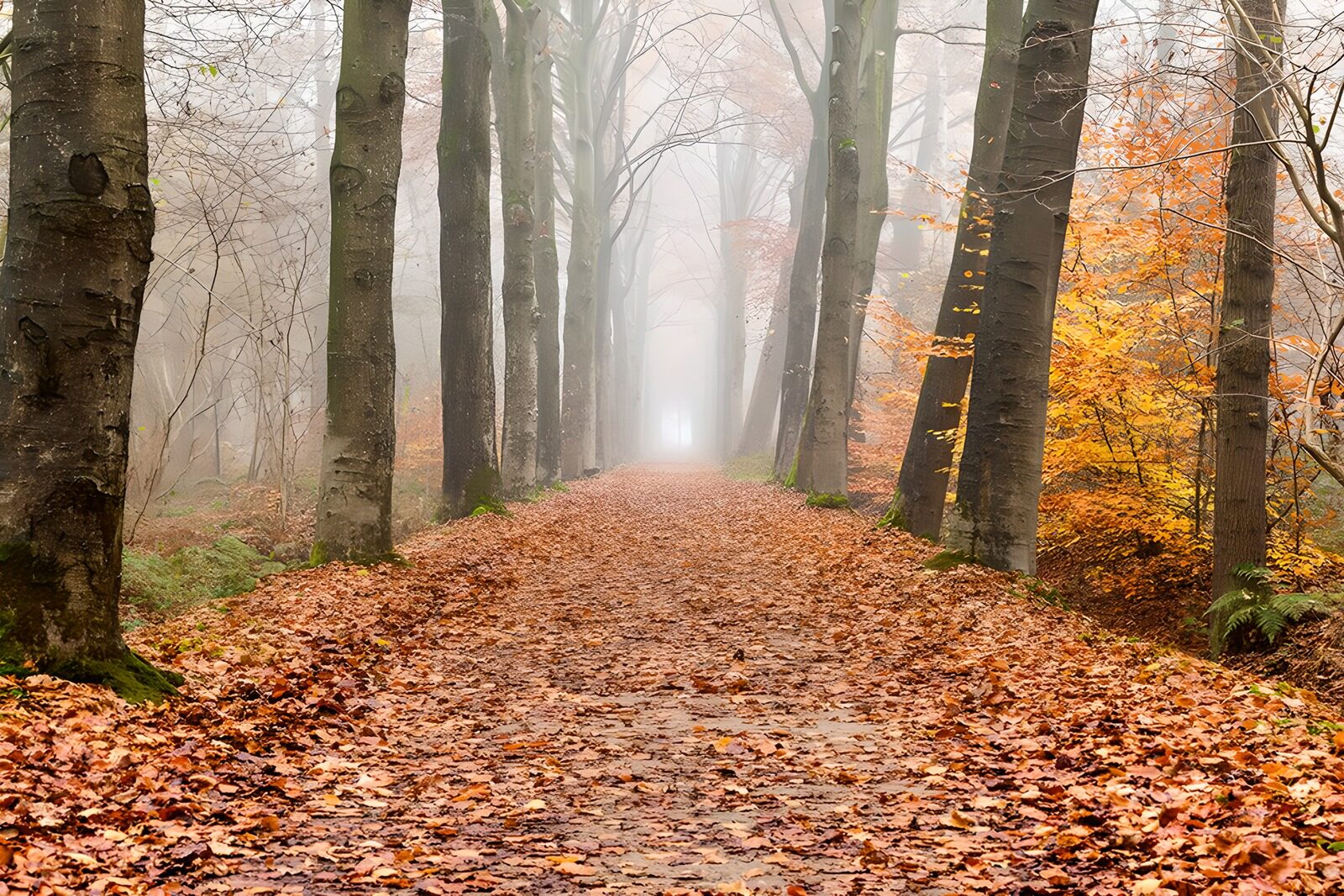 TPES91431: Sendero de otoño entre árboles y niebla