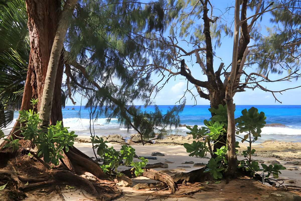 TPES35791: Playa de aguas turquesas entre árboles