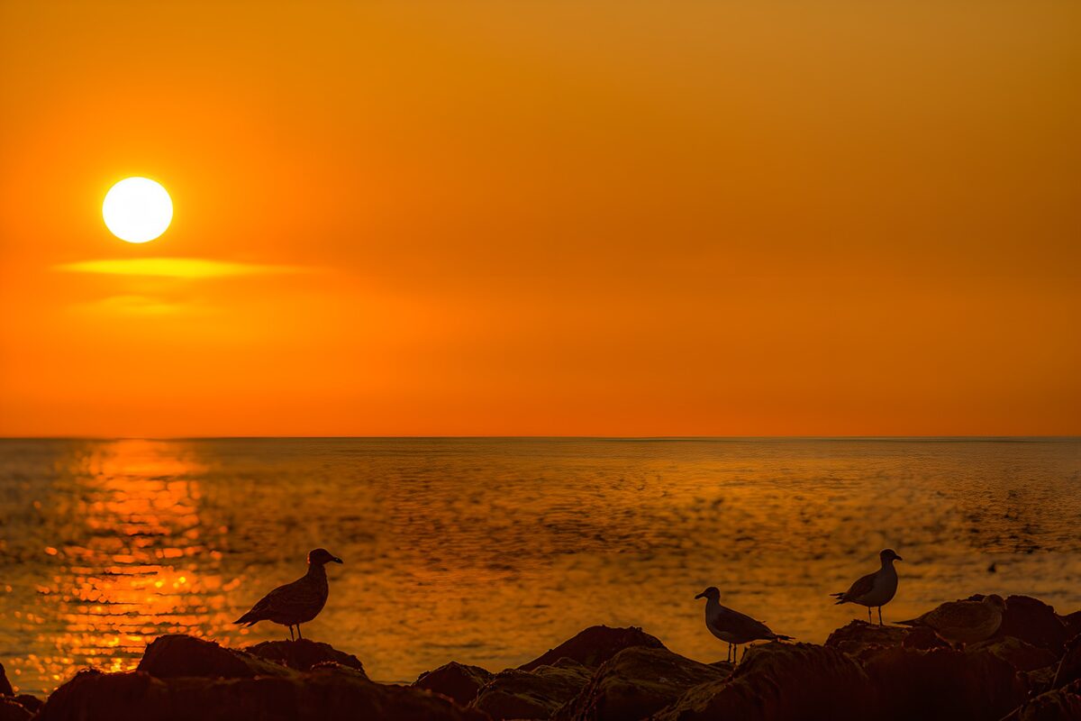 Gaviotas en las rocas al atardecer