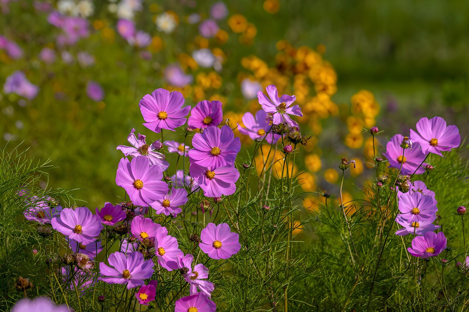 TPES70605: Cosmos rosas y morados al sol